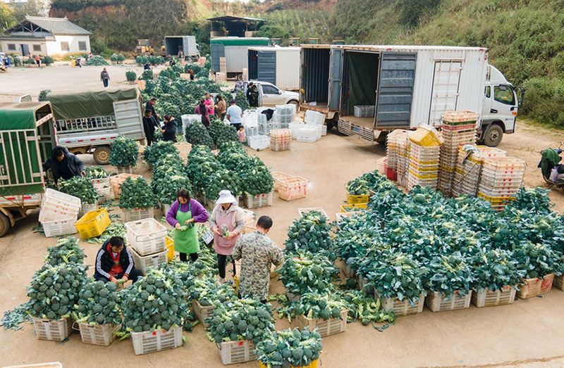 澄江市九村镇青花菜交易市场。徐帆摄